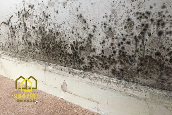 What’s the First Step to Take When You Notice Damp on a Party Wall Croydon?